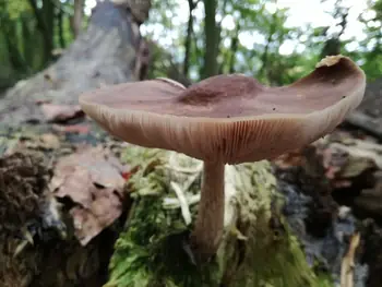 Paddestoelen Kennedy bos Kortrijk (België)